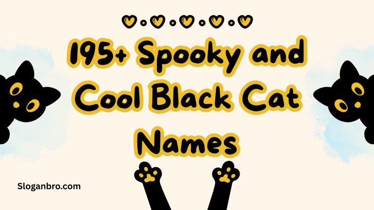 195+ Spooky and Cool Black Cat Names